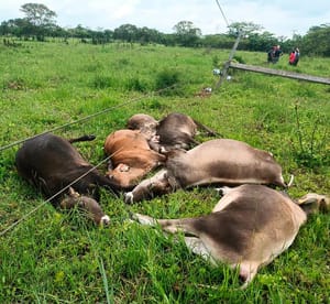 ¡CFE PAGARÁ A POBLADORES POR LAS 7 VACAS QUE MURIERON ELECTROCUTADAS!