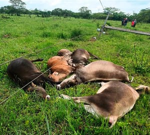 ¡MUEREN ELECTROCUTADAS SIETE VACAS! - SAN ANDRÉS TUXTLA