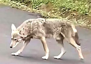 ¡OTRA VEZ CAPTAN A COYOTE EN CERRO DE LA GALAXIA!