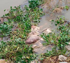 ¡APARECE CABALLO MUERTO FLOTANDO EN EL RÍO COATZACOALCOS!