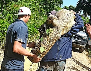 ¡ATRAPAN UN “MONSTRUO”!