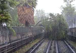 ¡METRO SE IMPACTA CONTRA ÁRBOL EN LA LÍNEA 5 Y LA CONDUCTORA RESULTA HERIDA!