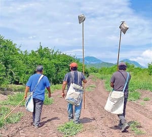 “LA SITUACIÓN ESTÁ PARA LLORAR PORQUE NO HAY CORTE DE LIMÓN”