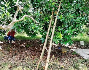 ¡ABUELITO SE DESVANECE Y MUERE EN SU PARCELA!