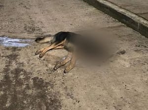 ¡VECINOS DENUNCIAN ENVENENAMIENTO DE PERROS EN NAOLINCO!