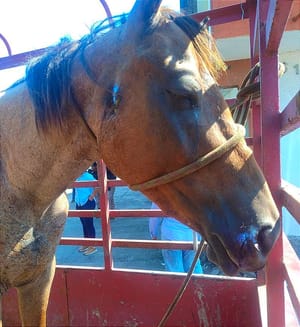 ¡RESCATAN CABALLOS EN MEDELLÍN!