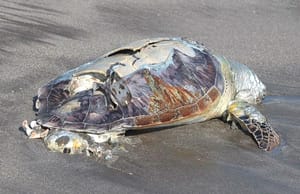 ¡ENCUENTRAN TORTUGA MUERTA EN PLAYA MARTÍ!