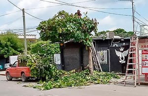 ¡RESBALÓ DE LA ESCALERA CUANDO PODABA UN ÁRBOL!