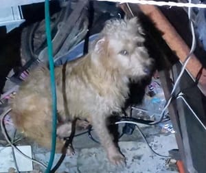 ¡PERRITO SE SALVA DE VIVIENDA EN LLAMAS EN LA RESERVA 4!