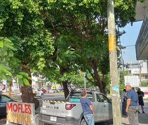 ¡SE ELECTROCUTA PINTOR POR TOCAR ÁRBOL ENERGIZADO!