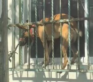 ¡AMARRAN PERRITO A PROTECCIÓN DE VENTANA SIN AGUA NI COMIDA!