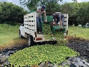 ¡LOS REGALAN! - TIRAN LOS LIMONES Y......