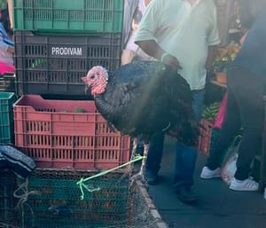 ¡SACAN LOS GUAJOLOTES! - Y HASTA GALLINAS