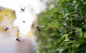 ¡15 MUERTES POR DENGUE Y MÁS DE 8 MIL CASOS!