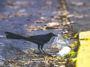 ¡EL TRÁFICO Y LA CONTAMINACIÓN AFECTAN A AVES!