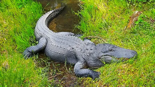 ¡SE LES APARECE CAIMÁN! -Ataca y Mata a una Persona en Florida