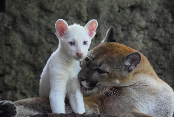 PUMA ALBINA NACIDA EN CAUTIVERIO! Es la cuarta puma del que hay constancia, según National Geographic