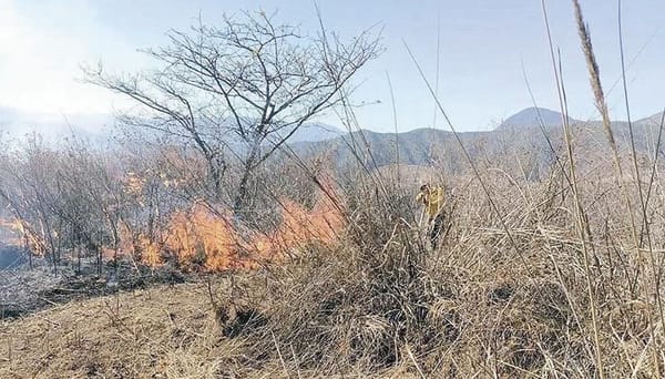 ¡REPORTAN 116 INCENDIOS FORESTALES ACTIVOS EN MÉXICO!