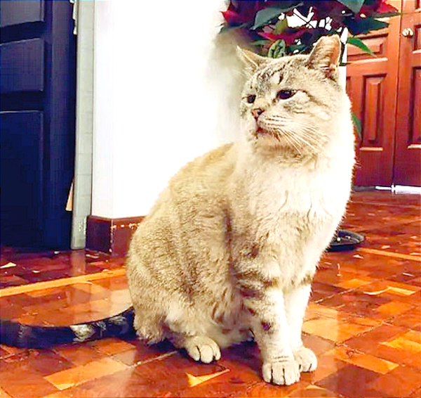 EL FAMOSO GATO DE PALACIO NACIONAL...