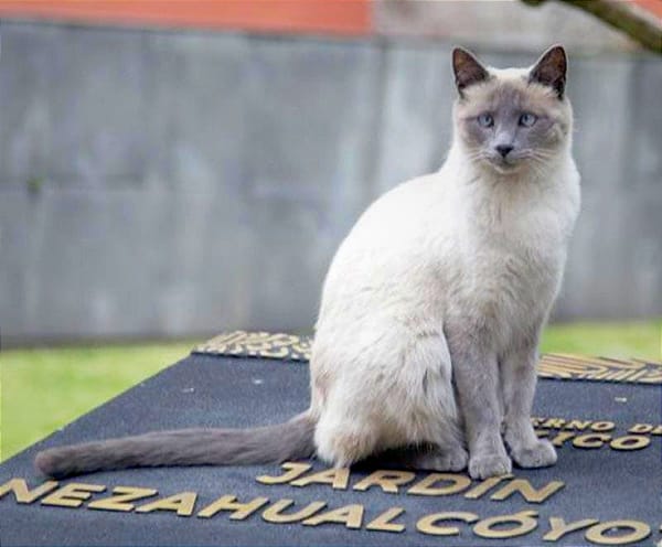 ¡GATOS DE PALACIO, AL INVENTARIO!