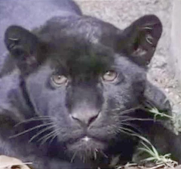 ¡MUERE JAGUAR EN ZOO DE MORELIA POR DESCARGA DE AGUAS NEGRAS!