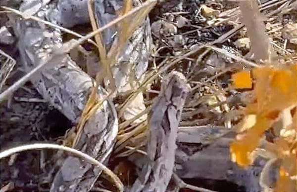 ¡JÓVENES DAN AGUA A SEDIENTA BOA EN YUCATÁN!