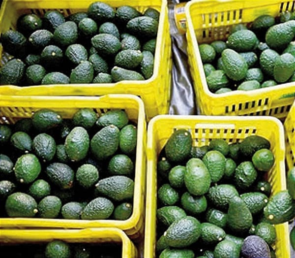 ¡“PAULATINO” EL REINICIO DE EXPORTACIÓN DE AGUACATE! - *YA VA KEN