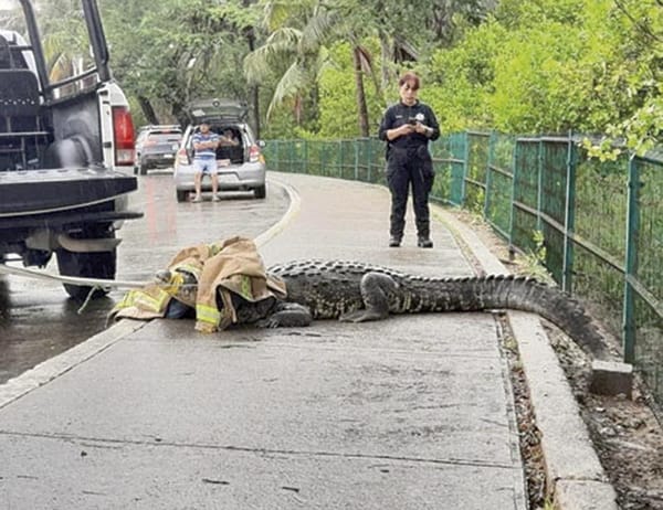 ¡EL COCODRILO POR CALLES DE TAMPICO!