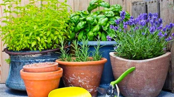 ¡TEMPORADA DE MOSQUITOS: 5 PLANTAS PARA 'CORRER' A LOS ZANCUDOS DE TU CASA!