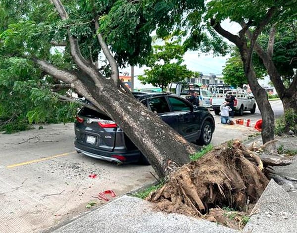 ¡CAOS VIAL POR CAÍDA DE UN ÁRBOL FRENTE A LA GANADERA YLANG-YLANG!