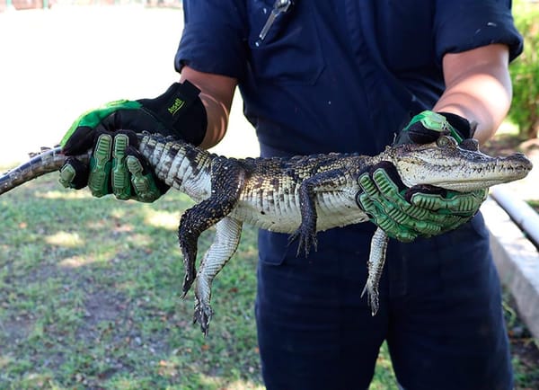 ¡CAUSA PÁNICO CRÍA DE “ALLIGATOR” EN CENTRO DE ESTUDIOS!