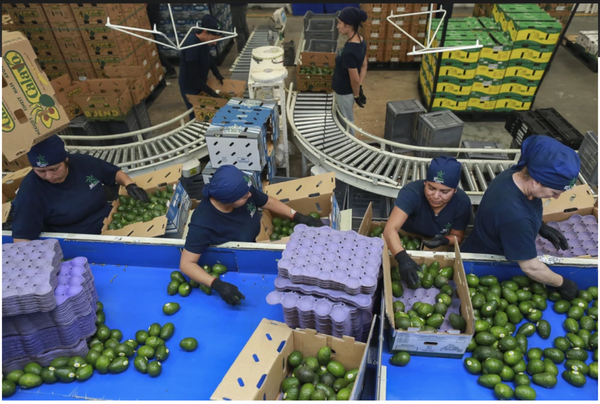 ¡AMENAZA DE ARANCELES DE TRUMP PONE EN RIESGO AGUACATES Y TEQUILA MEXICANOS!