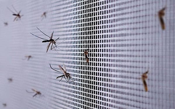 ¡ATACA EL DENGUE! - VAN 7,590 CASOS EN VERACRUZ